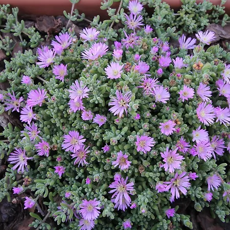 Imperador Hotell Lisboa